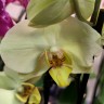 Орхидея Phalaenopsis (отцвел)