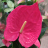 Anthurium Maine (отцвел)