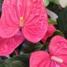 Anthurium Maine (отцвел)