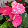 Anthurium Maine (отцвел)