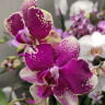 Орхидея Phalaenopsis Rombley, midi 