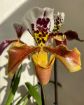 Орхидея Paphiopedilum hybrid 