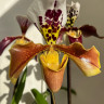Орхидея Paphiopedilum hybrid (отцвёл)