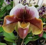 Орхидея Paphiopedilum hybrid 