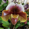 Орхидея Paphiopedilum hybrid 