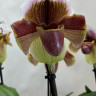 Орхидея Paphiopedilum hybrid 
