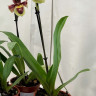 Орхидея Paphiopedilum hybrid 