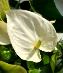 Anthurium Alaska (отцвел)