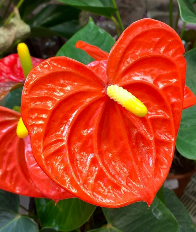 Anthurium Orange Champion (отцвел)