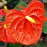 Anthurium Orange Champion (отцвел)