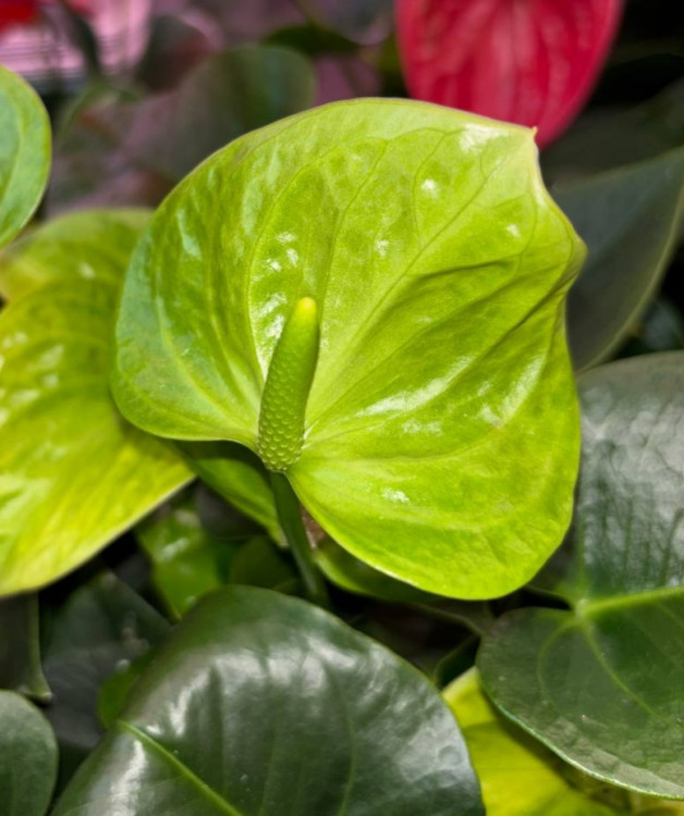 Anthurium Karma Smaragd