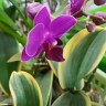 Орхидея Phal. Sogo Yenlin 'Coffee' variegata (еще не цвел)