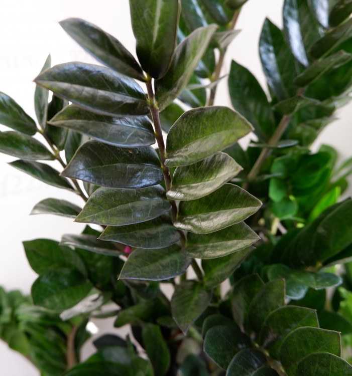 Замиокулькас Super Nova (деленка)