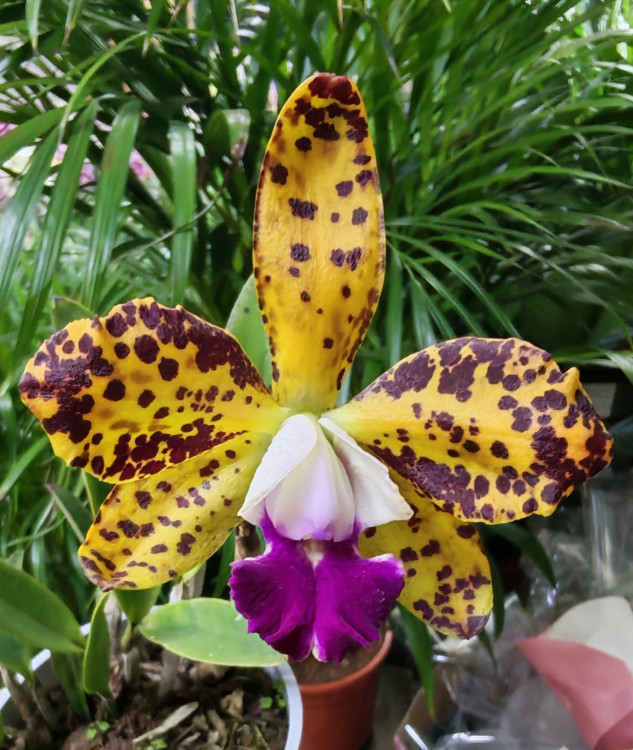 Орхидея Cattleya Leopard Lou Satay (отцвела) 