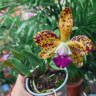 Орхидея Cattleya Leopard Lou Satay (отцвела) 