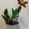 Орхидея Cattleya Leopard Lou Satay (отцвела) 