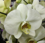 Орхидея Phalaenopsis Green Apple (отцвел)