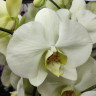 Орхидея Phalaenopsis Green Apple (отцвел)