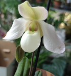 Орхидея Paphiopedilum Deperle 