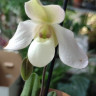 Орхидея Paphiopedilum Deperle 