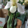 Орхидея Paphiopedilum Deperle 