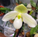 Орхидея Paphiopedilum Deperle 