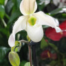 Орхидея Paphiopedilum Deperle 