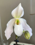 Орхидея Paphiopedilum Deperle 