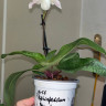 Орхидея Paphiopedilum Deperle 