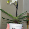 Орхидея Paphiopedilum Deperle 