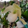 Орхидея Paphiopedilum Deperle 