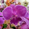 Орхидея Phalaenopsis World Class 'Big foot'