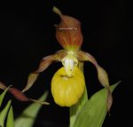 Орхидея Cypripedium parviflorum (отцвёл)