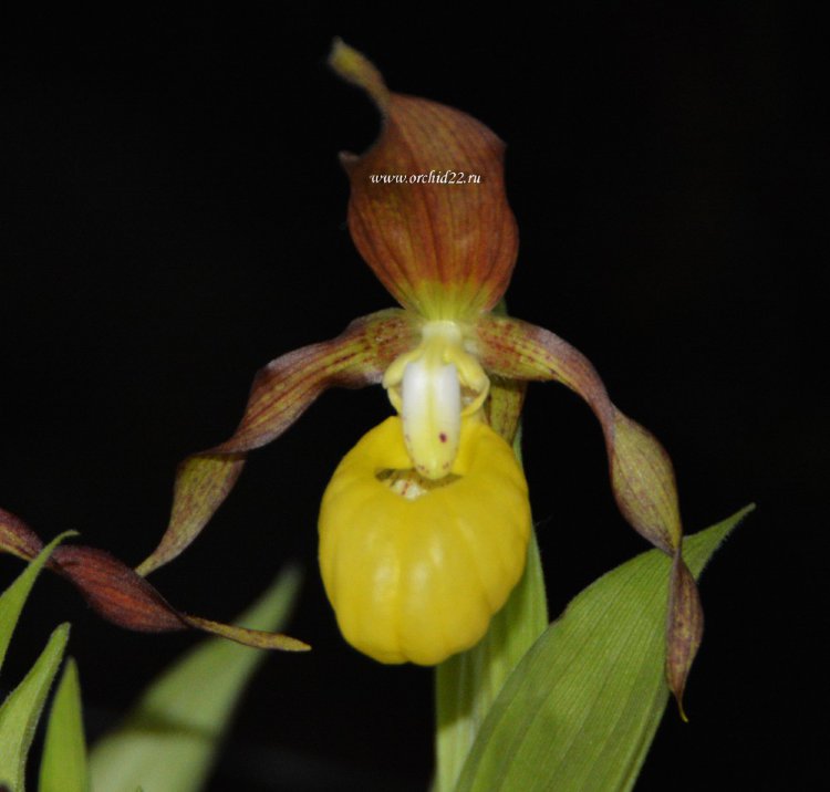 Орхидея Cypripedium parviflorum (отцвёл)