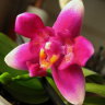 Орхидея Phalaenopsis (Be Tris x violacea) x violacea (еще не цвёл)  