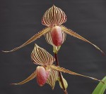 Орхидея Paph. rothschildianum (еще не цвёл)  