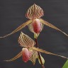 Орхидея Paph. rothschildianum (еще не цвёл)  