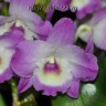 Орхидея Dendrobium nobile (отцвёл)