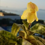 Орхидея Paphiopedilum concolor 