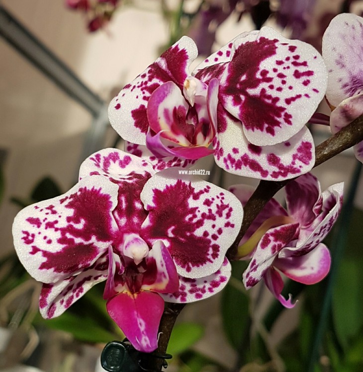 Орхидея Phalaenopsis mini (отцвел)