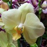 Орхидея Phalaenopsis Volterra (отцвёл)