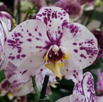 Орхидея Phalaenopsis (отцвел) 