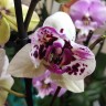 Орхидея Phalaenopsis San Sebastian