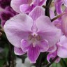 Орхидея Phalaenopsis Big Lip         