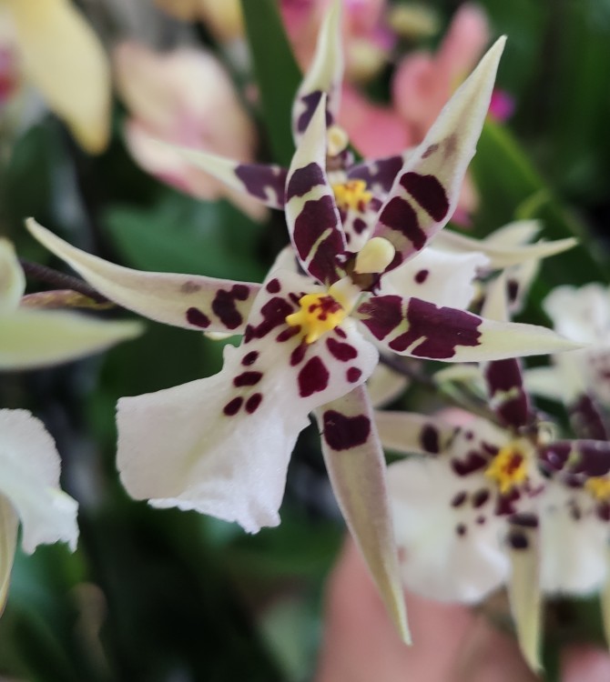Орхидея Oncidium Titanium Treasure white