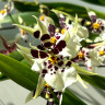 Орхидея Oncidium Titanium Treasure white (отцвел)