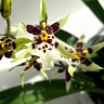 Орхидея Oncidium Titanium Treasure white (отцвел)