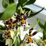 Орхидея Oncidium Titanium Treasure white (отцвел)