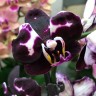 Орхидея Phalaenopsis, midi  
