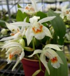 Орхидея  Coelogyne sparsa (отцвела) 